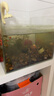 坤宁王金晶超白玻璃鱼缸30方缸家用小型裸缸桌面造景溪流缸客厅乌龟缸 实拍图