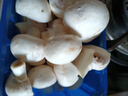 白蘑菇(口蘑) 230g 实拍图