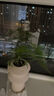 文竹盆栽绿植花卉盆景植物室内客厅水培文松云竹文竹大苗四季常青 文竹【1颗】原盆原土球发货 高度15-25cm 实拍图