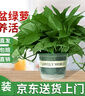 双盟绿萝盆栽除甲醛花卉绿植办公室新房净化空气180加仑2盆装源头直发 实拍图