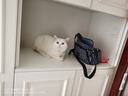朗仕冻干双拼猫粮 鸡肉三文鱼配方 幼猫成猫 通用全价猫粮10kg/20斤 实拍图