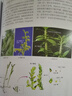 植物学（第3版） 实拍图