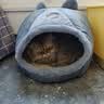 贝初众猫窝四季通用封闭式猫屋加厚中小型犬狗窝冬季保暖夏季夏天可拆洗 可爱猫头窝【建议25斤内】 亲肤舒适 造型可爱 实拍图
