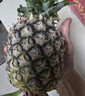 正宗海南金钻凤梨新鲜水果当季树上熟芒果凤梨【催熟食用】 1粒装单果500g-650g【7成熟，催熟再吃】 实拍图