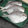 纯色本味 冷冻舟山白鲳鱼 800g 银鲳鱼 8-12条 地标产品 生鲜鱼类 实拍图