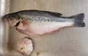 鲜活冲浪河鲈鱼400-500g/条 实拍图