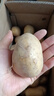 山东土豆新鲜现挖2025新土豆农家马铃薯黄皮黄心大包装健康即食 黄心土豆小果 9斤(净重) 实拍图