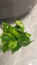 双盟绿萝盆栽除甲醛花卉绿植办公室新房净化空气 120款10盆源头直发 实拍图