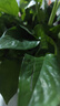 双盟绿萝盆栽除甲醛花卉绿植办公室新房净化空气180加仑2盆装源头直发 实拍图