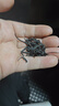 润虎茶叶 金骏眉武夷山红茶正品特级养胃自己喝2025新茶500g袋装散装 实拍图