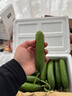 京鲜生 山东荷兰水果黄瓜净重5斤 单果70g+ 健康轻食早餐 源头直发 实拍图
