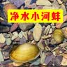 专吃鱼屎粪便黄金小河蚌河蚬淡净水观赏螺鲜活物黑金刚贝壳苗活体 3-6厘米河蚌4个送2个备损 实拍图