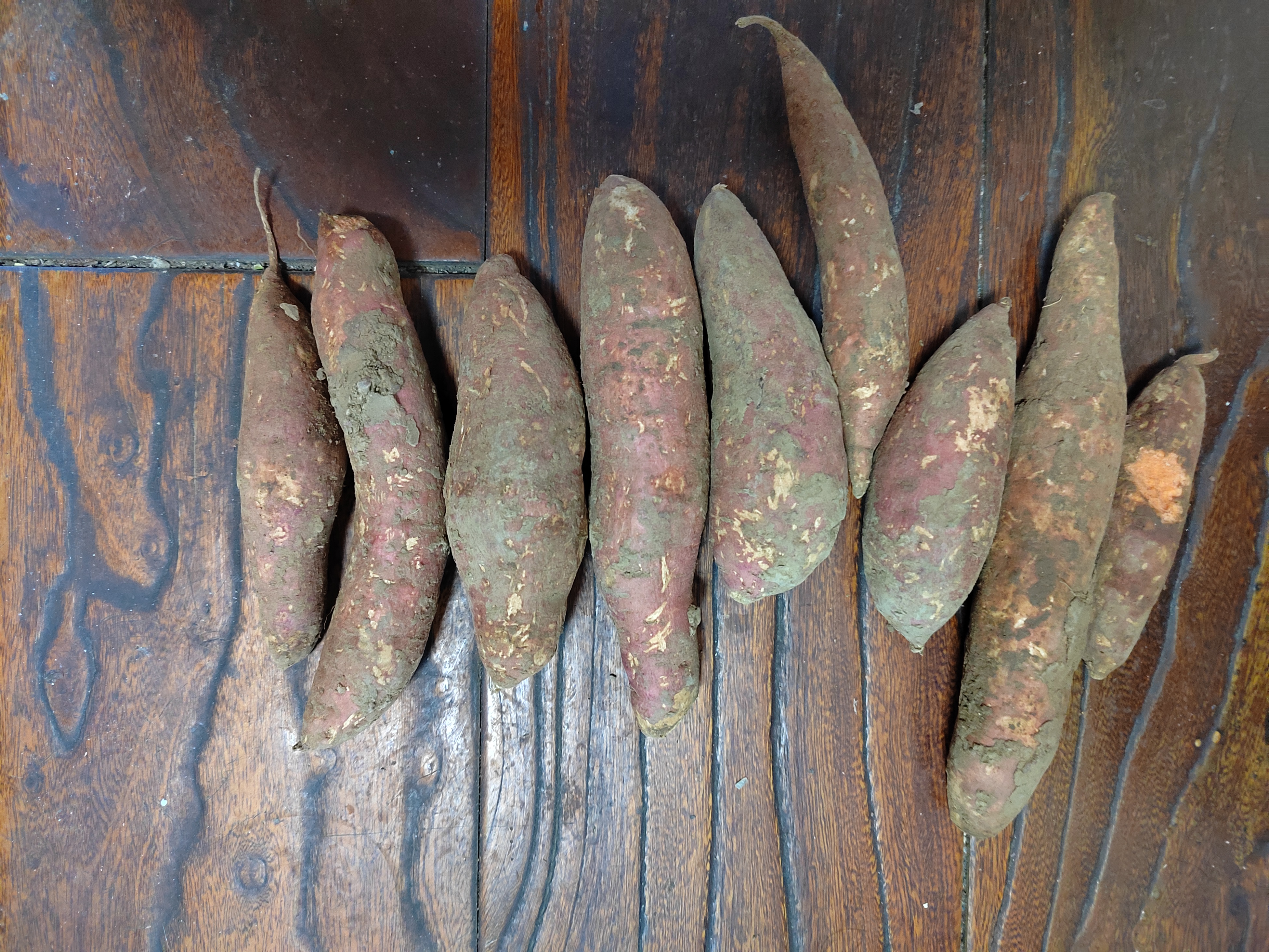 广东新鲜现挖西瓜红蜜薯沙地红心番薯山芋生鲜超市蔬菜京东包邮 优质西瓜红 1斤（尝鲜装） 带箱 中大果（单果150g-500g） 实拍图