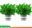 双盟绿萝盆栽除甲醛花卉绿植办公室新房净化空气180加仑2盆装源头直发 实拍图