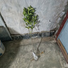 CHUANGSHIJI沙糖桔树苗南方北方种植橘子树苗柑桔果树果苗嫁接砂糖地栽盆栽 3年苗 (当年结果 死苗包补) 81cm(含)-110cm(含) 实拍图