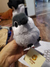捉趣小鸟毛绒玩具玩偶睡觉桌伴抱枕陪睡布娃娃生日礼物送女生七夕礼物 大山雀-约11cm 鹦鹉鸟系列 实拍图