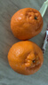 云南蜜橘 新鲜无籽薄皮桔子水果橘子橙子小青柠金桔沃柑小青柑 带箱1斤（55mm起） 实拍图