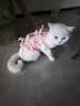 ycqpet猫咪绝育服母猫纯棉小猫透气手术服断奶薄款防掉毛术后防舔衣服M 实拍图