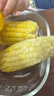 【新鲜甜玉米】现摘新鲜水果玉米新鲜甜玉米棒生鲜蔬菜可生吃早餐 新鲜水果玉米 2斤 带箱 300g起 实拍图