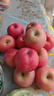 甜醉了 烟台苹果栖霞红富士新鲜水果生鲜山东特产脆甜整箱平果礼盒礼品 红富士净重4.5斤75-80mm 实拍图