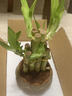 花翁水培绿植室内水养花卉盆栽 富贵竹+莲花陶盆+底座+铺面砂源头直发 实拍图