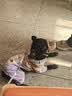 dogstory狗嘴套宠物口罩中大型犬通用防咬保护套金毛柯基泰迪 黄色 S+（适合10斤狗狗） 实拍图