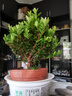 开时果 小叶赤楠盆景中式禅意植物 金丝楠木盆栽办公室内桌面老桩绿植 【推荐款】舍得紫砂盆+苔藓+底座 实拍图