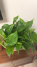 双盟绿萝盆栽除甲醛花卉绿植办公室新房净化空气180加仑2盆装源头直发 实拍图