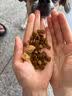 伯纳天纯（Pure&Natural）狗粮小型犬中大型犬幼犬成犬全价通用粮四拼冻干鹿肉味12kg/24斤 实拍图