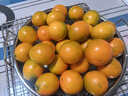 融安冰糖脆蜜金柑大果400g 单果25g+  实拍图