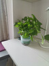 双盟绿萝盆栽除甲醛花卉绿植办公室新房净化空气180加仑2盆装源头直发 实拍图