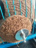 高能鹦鹉虎皮鹦鹉椰子壳鸟窝鹦鹉窝鸟巢窝鹦鹉繁殖箱珍珠椰壳鸟窝户外草窝 【未打磨】中号13~14螺丝款 实拍图