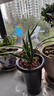 劉閣蘭花兰花苗世界上超香四季兰帝王妃 金边矮种夏带浓香花苞花卉盆栽 3大壮苗+硬塑黑盆+2包土 实拍图