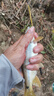 火玲珑4h28调钓鱼竿套装溪流鱼杆极细鲤鲫鱼竿长节短节手竿超轻硬台钓竿 3m 4h28调 长节鲫鱼竿 单杆 送杆稍 竿止 实拍图