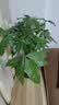 德沃多发财树植物营养液500mL绿植盆栽养花肥料有机肥花卉营养液 实拍图