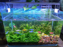 LED全光鱼缸灯同款水族箱鱼缸照明灯架水草灯增艳发色灯神灯节能 7瓦三档变光28cm（适合30-40cm鱼缸） 四排灯珠 实拍图