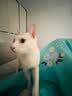伊纳宝ciao猫零食成猫猫条宠物零食妙好啾噜流质零食布偶猫湿粮鱼条 【关注皮肤】鸡胸肉14g*20条 实拍图