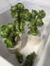 多肉组合盆栽阳台盆栽喜阳植物新手福利按图发货品种花卉好养 金钱木老桩【 5-6头】冰裂纹瓷盆 实拍图