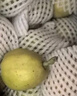京鲜生 新疆库尔勒香梨 净重8斤 单果120g起 生鲜水果 礼盒装 包装随机 实拍图
