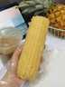顾果鲜广西白糯牛奶玉米9斤新鲜现摘黏粘棒子带皮生苞米甜嫩农家自种 9斤 实拍图