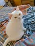 网易严选猫粮【推荐】全价猫粮 幼猫成猫主粮猫咪食品 一口9种肉 4.0升级款深海鱼虾口味 500g*1袋 实拍图