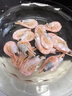 禧美海产 熟冻北极甜虾净重3斤装/盒 150/180规格 冰虾 MSC认证 海鲜水产 实拍图