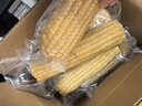 京鲜生东北白糯玉米330g*8根 甜黏玉米低脂早餐代餐粗粮真空装 源头直发 实拍图