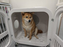 霍曼宠物智能烘干箱UItra 狗狗全自动吹干箱吹干机猫咪洗澡烘干机低噪 实拍图