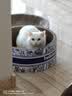 朗仕冻干双拼猫粮 鸡肉三文鱼配方 幼猫成猫 通用全价猫粮10kg/20斤 实拍图