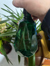 芷郁喷壶消毒专用酒精喷雾瓶浇花神器洒水壶家用清洁喷水壶浇水 500ML 实拍图