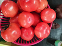 京鲜生 山东普罗旺斯番茄 净重4.5斤 单果125g+ 沙瓤西红柿 源头直发 实拍图