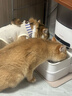 霍曼（Homerun）AI智能宠物自动喂食器视频版猫猫咪喂食定时定量可视陶瓷碗 64G卡 实拍图