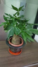 大型植物发财树各种大颗盆栽开业乔迁客厅办公室内好养大型绿植 独杆发财树40-50cm+黑福盆 实拍图