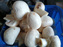 白蘑菇(口蘑) 230g 实拍图